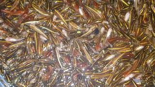 Delicious Minnow Snakehead (Taki) Fish টাকি মাছের পোনা