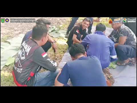 Penyembelihan Dan Pembagian Qurban Di Mako Disdamkarmat Kota Dumai Dalam Rangka Hari raya Idul adha