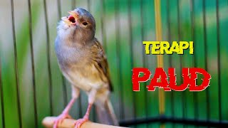 Download lagu KENARI GACOR PANJANG SUARA JERNIH, TERAPI KENARI PAUD CEPAT BUNYI mp3