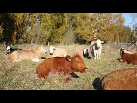 Tibbleviken i Kungsängen utvecklas för rekreation