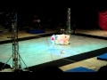 Doggy Acrobatics At The Gamma Phi Circus