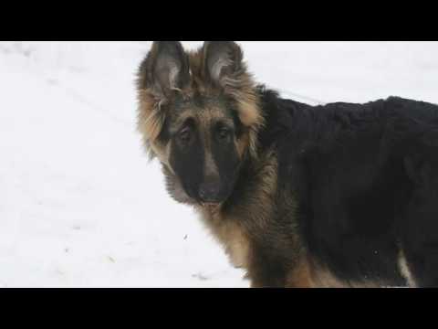 Tango and Gypsy in the Snow