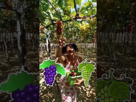 Green or Violet Grapes 🍇