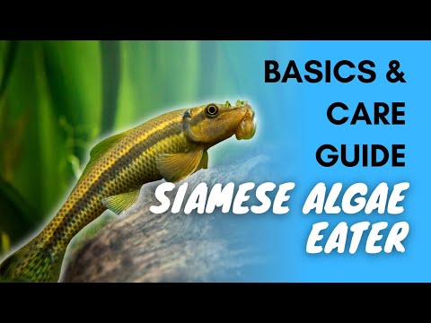 , title : 'Siamese Algae Eater: Basics And Care Guide'