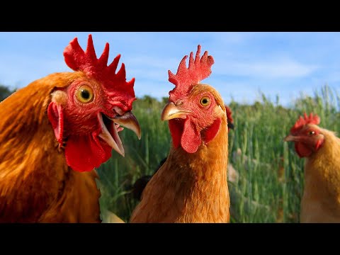 Chicken Song - Rooster Crowing Sounds - Funny Chicken