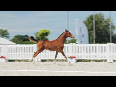 Celentino, Diaron x Levistano, ogierek/colt, ur./born 20.04