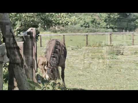 Mare with Another Pleasure Filly Foal at Foot - Image 2