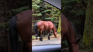 Download lagu Stay, explore, and fall in love with Gerês--- Book your escape today! #gerês #familytime #refugio mp3