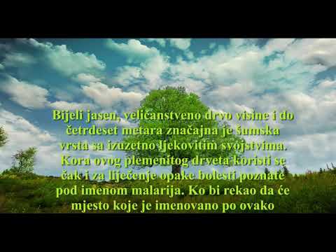 Kultura sjećanja - "Bijeli jasen"