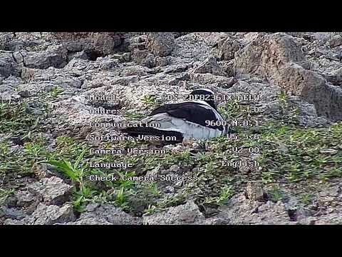 Djuma Private Game Reserve Live Stream