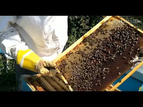 Pčelarstvo 2018 - Poslednji pregled košnice pred zimu