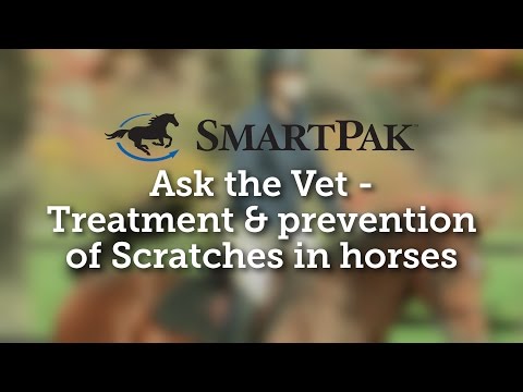 Ask the Vet - Treatment and prevention of Scratches in horses