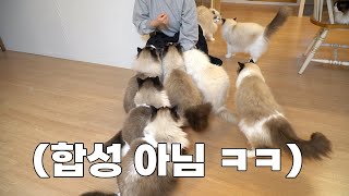 언니집사가 한 달 만에 집에 돌아왔더니 난리난 아이들 ㅋㅋㅋ