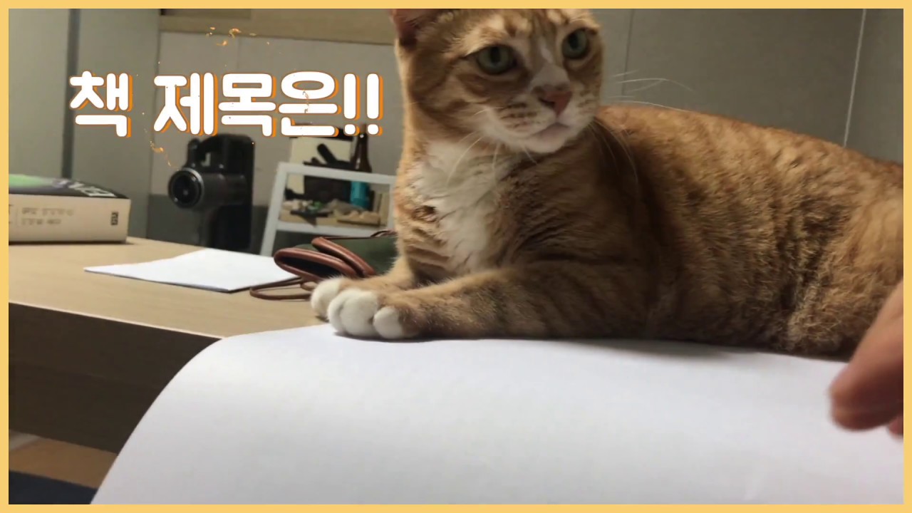 고양이의 주인이 되어보았습니다.