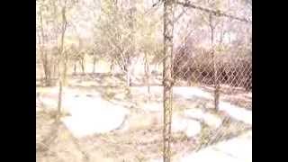 preview picture of video 'Tirupati Zoo Videos - Indian White Tigers'