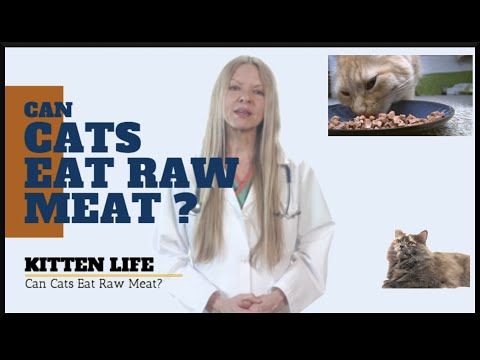 Can Cats Eat Raw Meat? The answer might change your cat's diet! (2019)