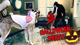 Husky Halloween Party – Tricks & Treats! 🎃