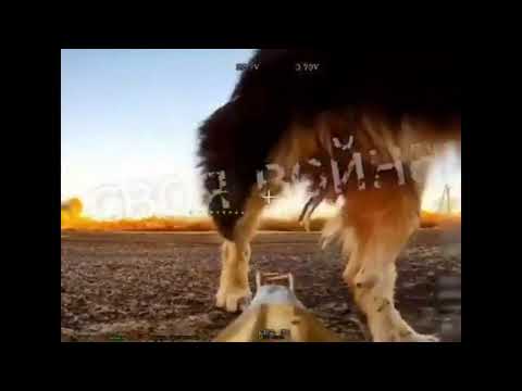 Hunde in der Drohnenabwehr