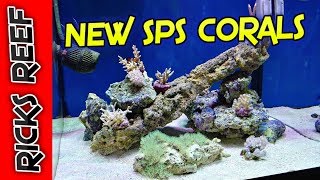 HOW TO: Setup a Reef Tank - New SPS Corals