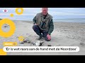 Groot raadsel: Veel dode vogels aangespoeld op Texel