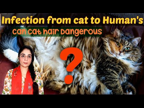 Is cat Hair harmful to humans? / diseases can be transmitted to humans by cats /Dr.Hira Saeed