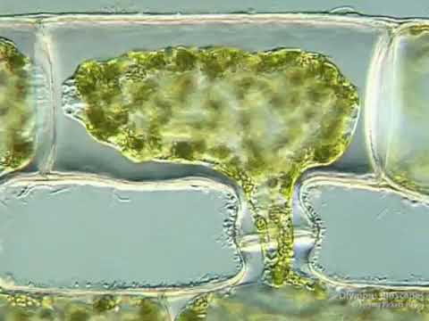 Scalariform Conjugation in Spirogyra