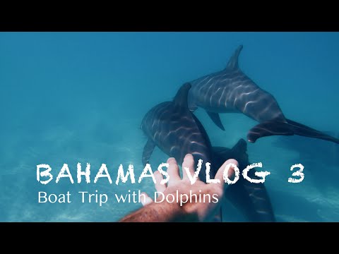 Mit Delfinen schnorcheln auf den Bahamas 🐬| BAHAMAS VLOG #3