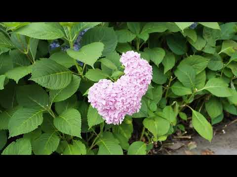 Hydrangea macrophylla - Bigleaf Hydrangea - YouTube