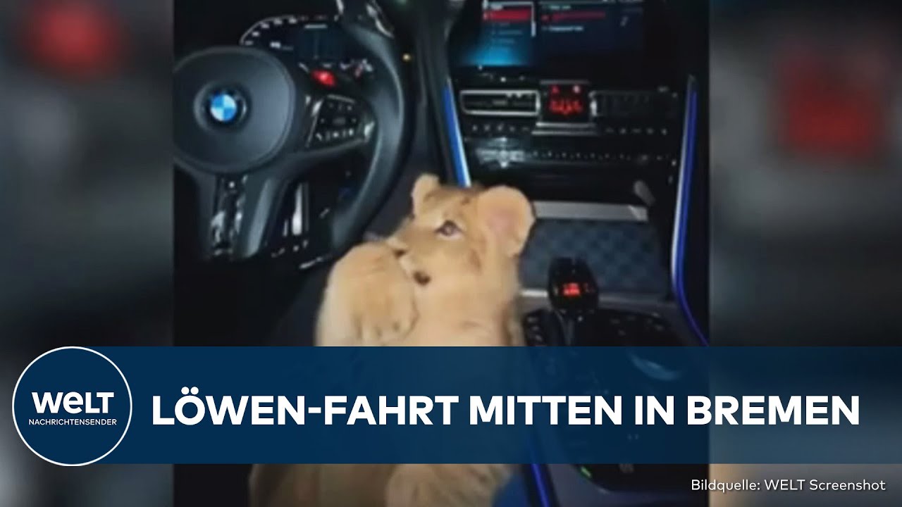 BREMEN: Ungesichertes Löwenbaby im Auto – Fahrer lässt sogar Säugling durch die Nacht steuern!