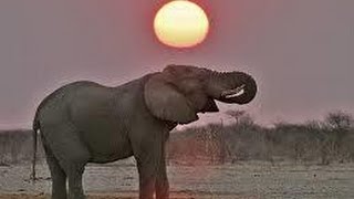 ジンバブエでゾウ毒殺相次ぐ