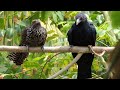 Asian Female Koel VS Male Koel, Sounds  Of Koel (HD)
