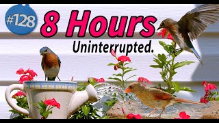 TV for Cats 😻 8 Hours of Uninterrupted Birds 🐦 CatTV Fountain Water Sounds Bird Sounds Bird Bath