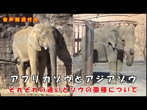 アジアゾウの種類と特徴
