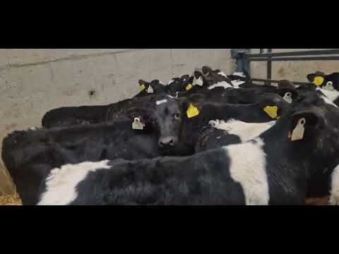 11 Quality Strong Friesian bull calves for sale - Image 2