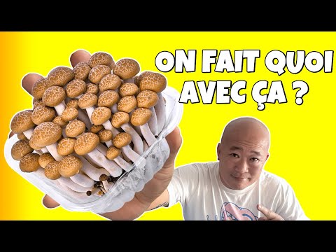 2 recettes avec des shimeji : en soupe et sautés avec du poulet 👌​