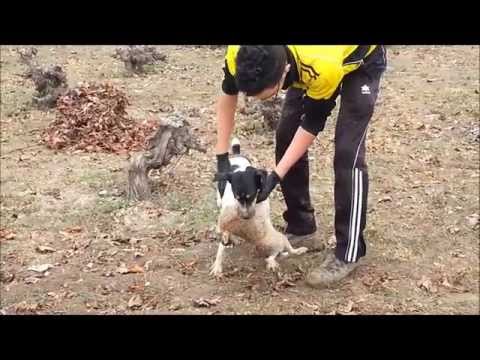 Ratonero bodeguero andaluz cazando conejo a diente