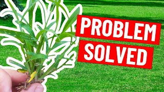 Kill Mature Crabgrass FAST - See Results in Video