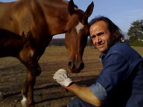 Approcio con Pascal (Ajman Moniscione x Pyrea)