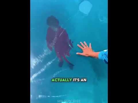 They Fooled Everyone With This Pool!