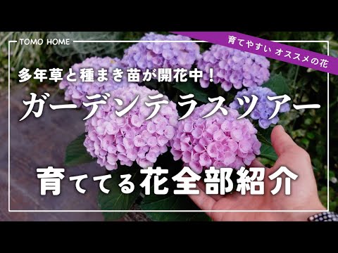自家播種のベッド用多年草植物: 8 つの美しい、メンテナンス不要の花  庭園