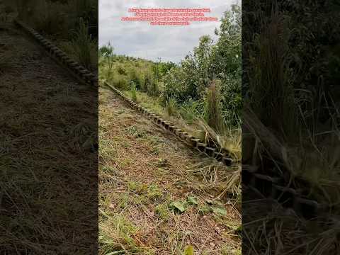 Clearing Land with Just a Giant Chain #machine #simple #tools