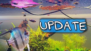 NEUER FILTER, NEUE FISCHE, NEUE PFLANZEN | Aqua Update