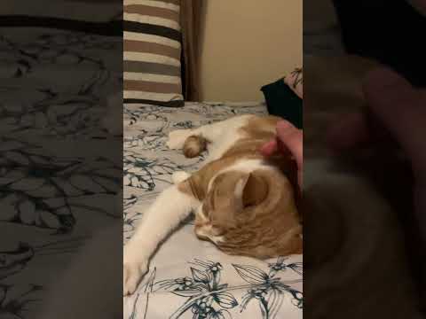 My first evrr Video with my fave Cat