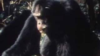 Chimps Attacking Leopard