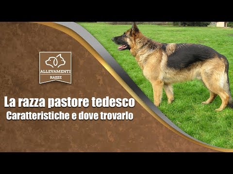 Leffetto sulla potenza di pepe nero Euforbia Pallas e potenza