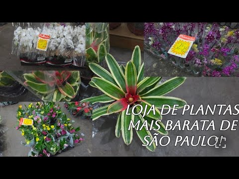 Fomos a Loja do Júlio,  com Muitas plantas na promoção 