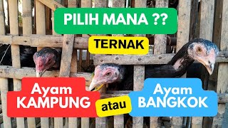 Download lagu Choosing Free Range Chickens or Bangkok Chickens | Tips for Starting a Chicken Farm | PULE GEDE F... mp3