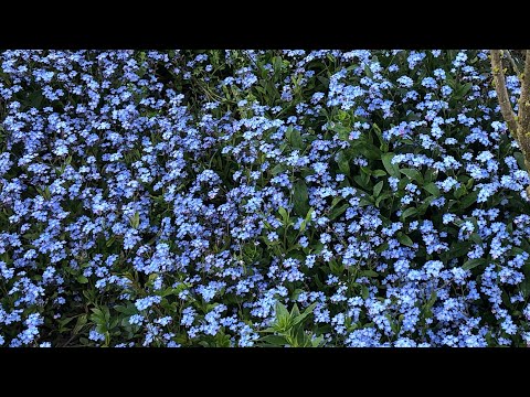 Fill up your garden with Forget Me Not flowers!
