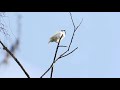 Screaming Male White Bellbird - Loud Mating Call