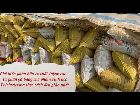 Chế biến phân hữu cơ chất lượng cao từ phân gà bằng chế phẩm sinh học Trichoderma theo cách đơn giản